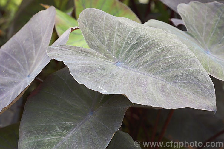 Black Velvet Anthurium (<i>Anthurium dressleri</i>), a terrestrial. Anthurium native to Panama and Colombia. It is fairly rare in cultivation but is grown more for its distinctive velvety foliage than for its flowerheads, which have a white spathe anthurium-2027htm'>Anthurium.