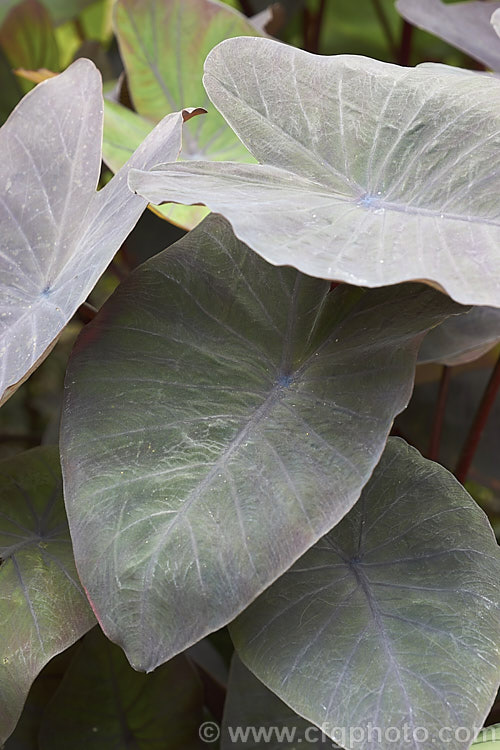 Black Velvet Anthurium (<i>Anthurium dressleri</i>), a terrestrial. Anthurium native to Panama and Colombia. It is fairly rare in cultivation but is grown more for its distinctive velvety foliage than for its flowerheads, which have a white spathe anthurium-2027htm'>Anthurium.