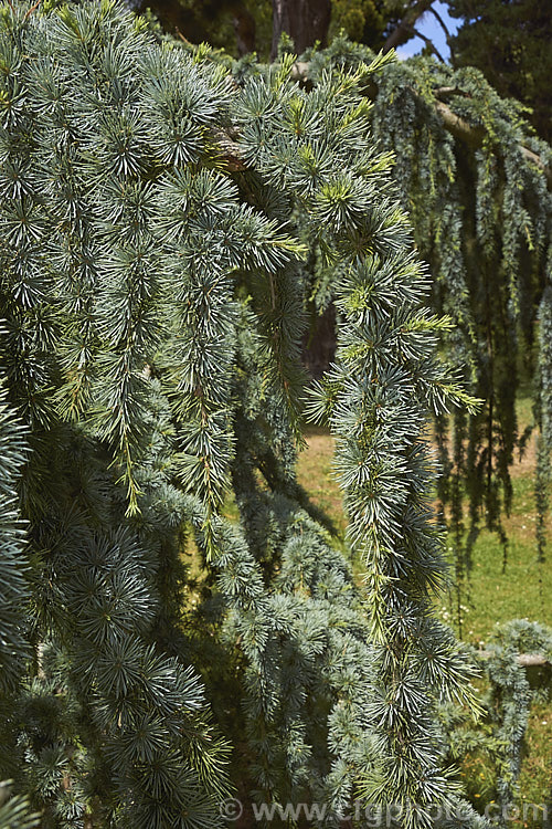 Weeping Atlas Mountains. Blue Cedar (<i>Cedrus atlantica 'Pendula'), a cultivar of an evergreen conifer, up to 50m tall, from North Africa. This form has weeping branches, blue-green foliage and is always grafted onto a rootstock of the same species, the height of the graft varying with the effect that is to be created. cedrus-2037htm'>Cedrus. <a href='pinaceae-plant-family-photoshtml'>Pinaceae</a>.