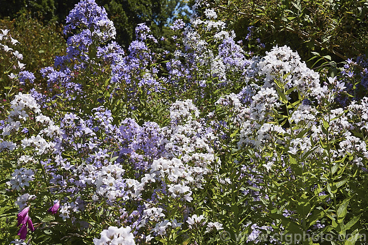 Milky Bellflower (<i>Campanula lactiflora</i>), a 15m tall, summer-flowering perennial native to the Caucasus It forms a clump of erect stems that often bends over under the weight of bloom that they carry. Order: Asterales, Family: Campanulaceae