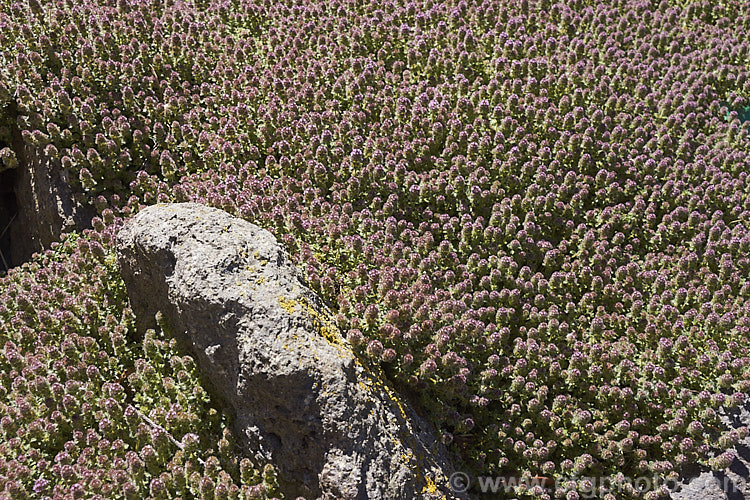 Bergamot. Thyme or Bergamot. Scented Thyme (<i>Thymus serpyllum 'Bergamot'), a citrus-scented, downy-leafed cultivar of the common. Thyme, a prostrate, evergreen, summer-flowering shrub from northern Europe with very aromatic foliage occasionally used in cooking and which has given rise to many such garden cultivars. The flowers are pinkish purple and are seen here just on the point of opening. Order: Lamiales, Family: Lamiaceae