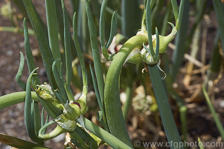 Tree Onion, Walking. Onion or Egyptian. Onion (<i>Allium x proliferum [syn. Allium cepa var. proliferum]), a hybrid between the common onion (<i>Allium cepa</i>) and the Welsh. Onion (<i>Allium fistulosum</i>) that develops small edible bulblets at the flowerheads, as shown here. There are several cultivars and some are very pungent. allium-2045htm'>Allium.