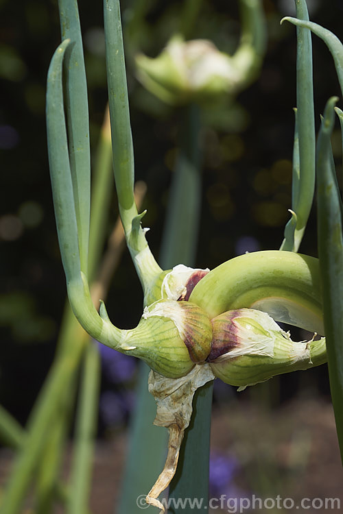 Tree Onion, Walking. Onion or Egyptian. Onion (<i>Allium x proliferum [syn. Allium cepa var. proliferum]), a hybrid between the common onion (<i>Allium cepa</i>) and the Welsh. Onion (<i>Allium fistulosum</i>) that develops small edible bulblets at the flowerheads, as shown here. There are several cultivars and some are very pungent. allium-2045htm'>Allium.