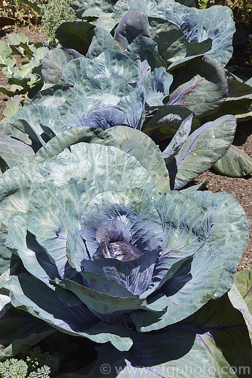 Red Cabbage or Purple Cabbage (<i>Brassica oleracea var. capitata forma rubra</i>), a form of cabbage with smooth, heavily veined foliage that may have a purple-red tint to a very deep red coloration. Order: Brassicales, Family: Brassicaceae