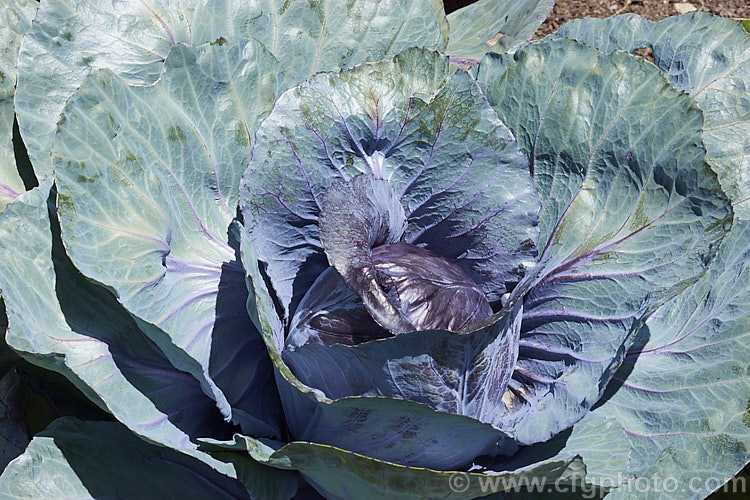 Red Cabbage or Purple Cabbage (<i>Brassica oleracea var. capitata forma rubra</i>), a form of cabbage with smooth, heavily veined foliage that may have a purple-red tint to a very deep red coloration. Order: Brassicales, Family: Brassicaceae