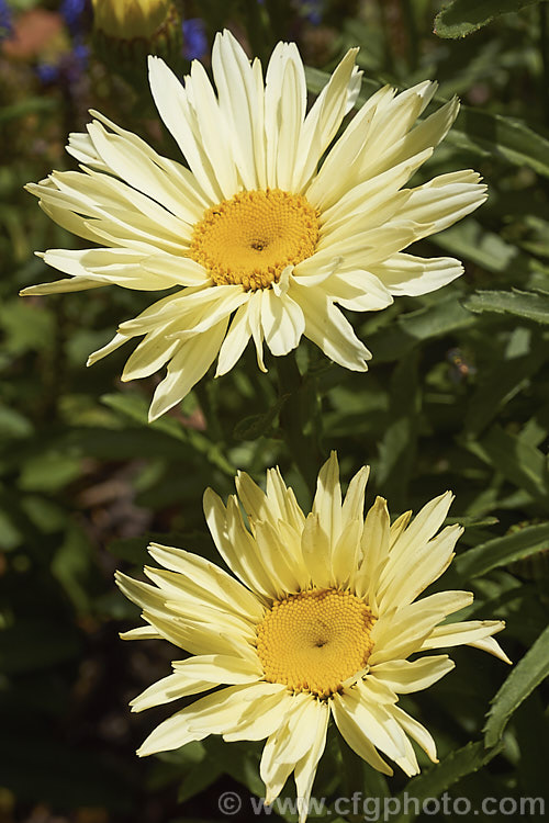 Leucanthemum x superbum 'Banana. Cream', a Shasta. Daisy cultivar with soft primrose yellow flowerheads that age to cream. Also known as Chrysanthemum x superbum, these hybrids between Leucanthemum maximum and Leucanthemum lacustre are available in a variety of sizes, forms and colours. leucanthemum-2050htm'>Leucanthemum.