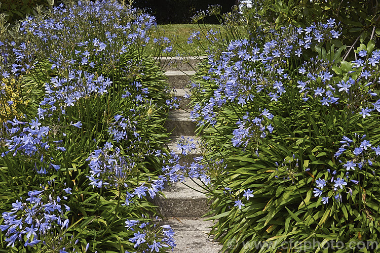 Agapanthus 'Donau', a deciduous. Lily of the Nile cultivar with large, dark-striped soft blue flowerheads on mid-height stems up to 80cm tall. Order: Asparagales, Family: Amaryllidaceae