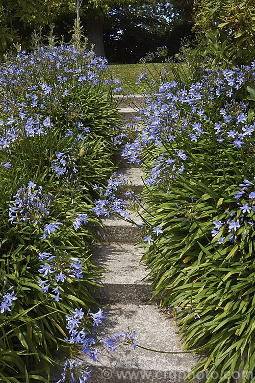 Agapanthus 'Donau', a deciduous. Lily of the Nile cultivar with large, dark-striped soft blue flowerheads on mid-height stems up to 80cm tall. Order: Asparagales, Family: Amaryllidaceae