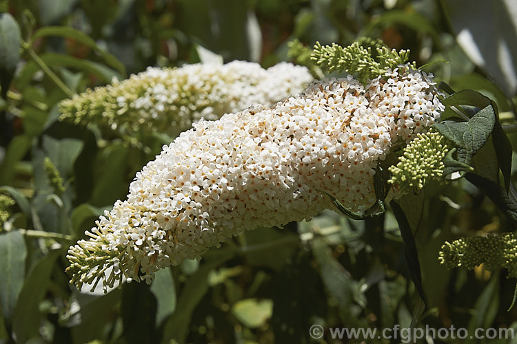 Buddleja davidii 'White Profusion', one of the many cultivars of the butterfly bush, a 3-4m tall deciduous summer-flowering shrub native to China and Japan. buddleja-2053htm'>Buddleja. <a href='scrophulariaceae-plant-family-photoshtml'>Scrophulariaceae</a>.