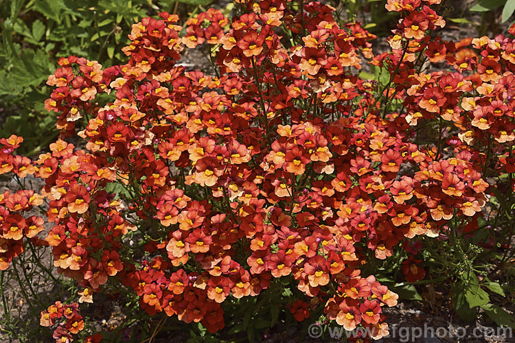 Nemesia Sunsatia Maranon photo at Pictures of Plants stock image library