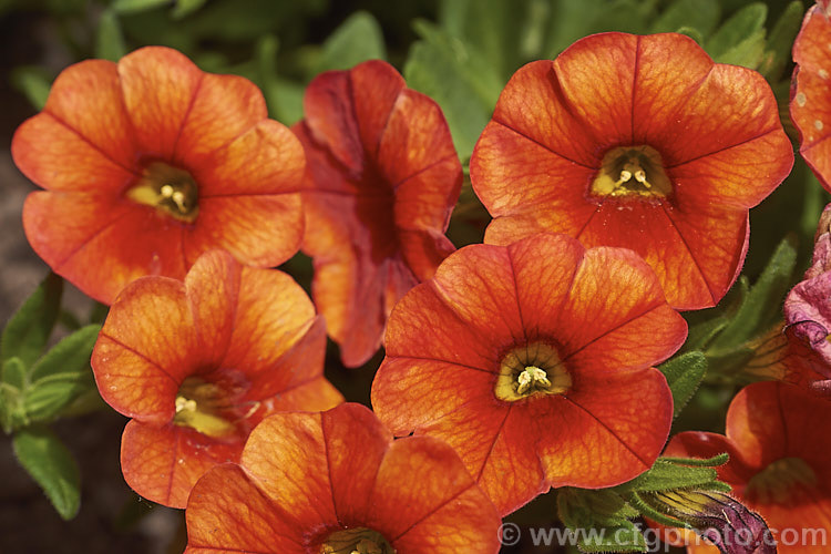 Calibrachoa. Million Bells 'Orange' (also known as Orange trailing. Mini</i>), a bright orange coloured hybrid of a long-flowering evergreen. South American perennial genus. Resembling small-flowered petunias and often marketed as 'perennial petunias', these trailing plants are ideal for rockery groundcover or hanging baskets