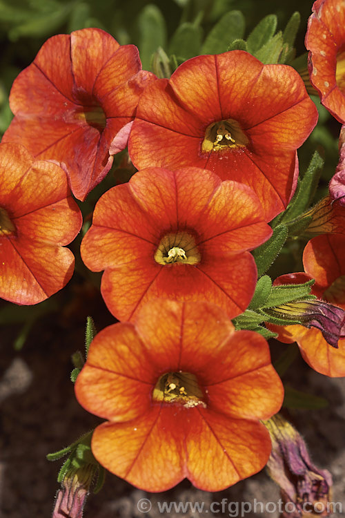 Calibrachoa. Million Bells 'Orange' (also known as Orange trailing. Mini</i>), a bright orange coloured hybrid of a long-flowering evergreen. South American perennial genus. Resembling small-flowered petunias and often marketed as 'perennial petunias', these trailing plants are ideal for rockery groundcover or hanging baskets