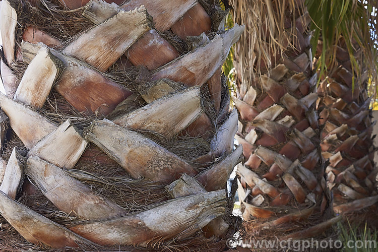 Trunks of young examples of Southern. Washingtonia, Mexican Washingtonia or Skyduster (<i>Washingtonia robusta</i>), a 25m tall palm native to northwest Mexico. It is widely grown as an avenue tree. washingtonia-2056htm'>Washingtonia.