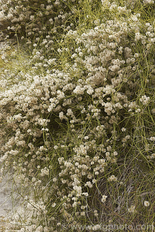 Leafless.Clematis (<i>Clematis afoliata</i>) with mature seedheads. This scrambling semi-climbing spring-flowering shrub is native to Marlborough and Canterbury in the east of New Zealand's South Island. Its green stems perform most of the functions of foliage, though it does occasionally carry vestigial leaves. The small, clustered, yellow-green flowers are often sweetly scented. Order: Ranunculales, Family: Ranunculaceae