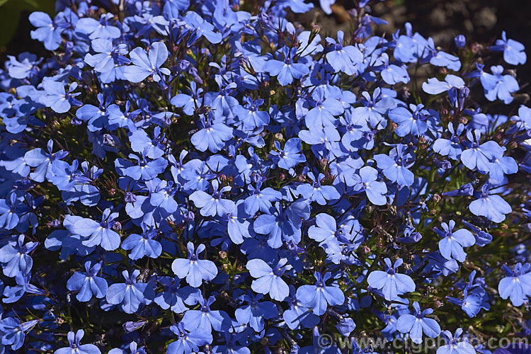 Lobelia erinus 'Cambridge. Blue', a cultivar of the common bedding lobelia, a perennial (often treated as annual</i>) native to South Africa 'Cambridge. Blue' has a compact bushy habit with bright mid-blue flowers and green foliage. lobelia-2174htm'>Lobelia. <a href='campanulaceae-plant-family-photoshtml'>Campanulaceae</a>.