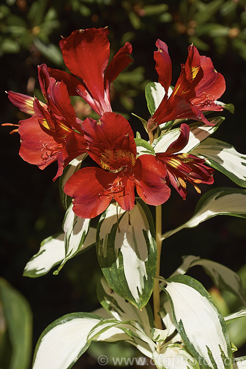 Alstroemeria 'Rock 'n' Roll', a boldly variegatedAustralian-raised Peruvian lily hybrid with a fairly dense, compact habit and flower stems up to 1m tall alstroemeria-2321htm'>Alstroemeria.