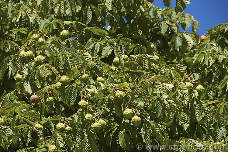 Horse Chestnut (<i>Aesculus hippocastanum</i>) with near-mature fruit. This deciduous tree from Greece, Albania and Bulgaria has a broad crown and grows 15-25m tall. The spring-borne flowers develop into the spiky fruiting bodies shown here, each containing two hard nuts, or conkers, used in the game of the same name. Order Sapindales, Family: Sapindaceae