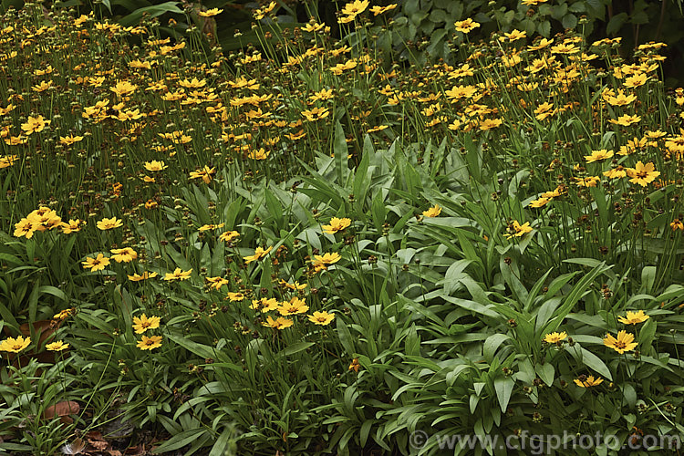 Lanceleaf. Tickseed, Lance-leaved Coreopsis or Sand Coreopsis (<i>Coreopsis lanceolata</i>), a summer to autumn-flowering perennial native to North America. It forms a spreading clump with flower stems up to 75cm tall, though 45-50cm is more typical, with individual flowerheads around 35mm wide. coreopsis-2821htm'>Coreopsis.