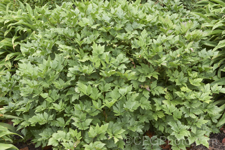 The summer foliage of Yellowroot (<i>Xanthorhiza simplicissima</i>), a subshrub or shrubby perennial native to the eastern United States. It grows to around 70cm high x 12m wide and produces panicles of small purple-brown flowers in late spring. The foliage often develops vivid autumn tones. Order: Ranunculales, Family: Ranunculaceae