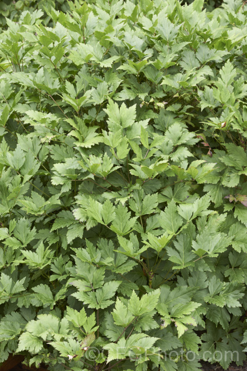 The summer foliage of Yellowroot (<i>Xanthorhiza simplicissima</i>), a subshrub or shrubby perennial native to the eastern United States. It grows to around 70cm high x 12m wide and produces panicles of small purple-brown flowers in late spring. The foliage often develops vivid autumn tones. Order: Ranunculales, Family: Ranunculaceae