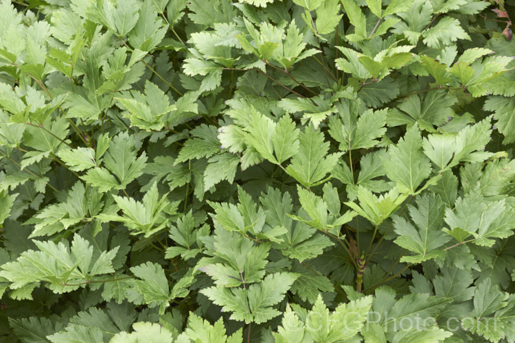 The summer foliage of Yellowroot (<i>Xanthorhiza simplicissima</i>), a subshrub or shrubby perennial native to the eastern United States. It grows to around 70cm high x 12m wide and produces panicles of small purple-brown flowers in late spring. The foliage often develops vivid autumn tones. Order: Ranunculales, Family: Ranunculaceae