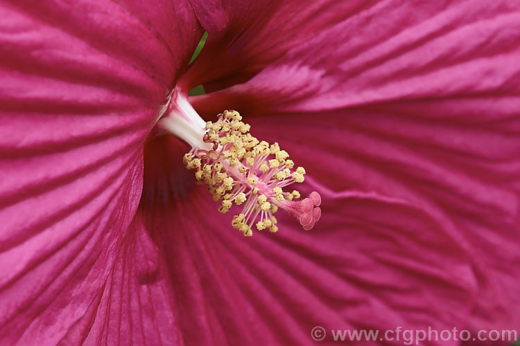 'Luna Rose' Hibiscus, one of the cultivars of the Luna strain of the Rose Mallow (<i>Hibiscus moscheutos</i>), a 25m tall, woody-stemmed perennial native to the southeastern United States. The flowers, which appear through the warmer months are up to 10cm wide. Many cultivars are available, including seedling strains.