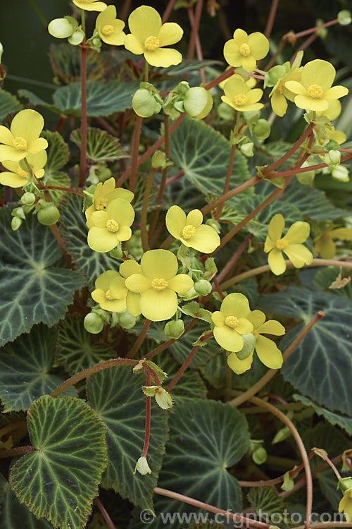 Begonia pearcei, an Andean species introduced to Europe in 1864 by Richard. Pearce and important in the hybridising of the<i>Begonia x tuberhybrida</i>begonias, the first of which appeared in 1867. Order: Cucurbitales, Family: Begoniaceae