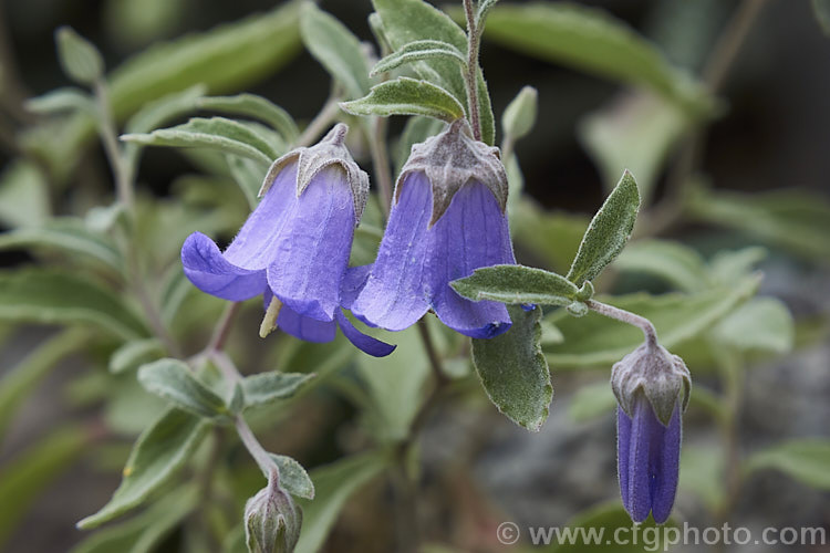 Kashmir Bellflower (<i>Campanula cashmeriana</i>), a small, shrubby bellflower found in the Himalayas from Afghanistan to western India at elevations from 2100-3600m. It is a very dainty little plant that flowers mainly in late summer and early autumn and is often best grown in alpine house conditions. Order: Asterales, Family: Campanulaceae