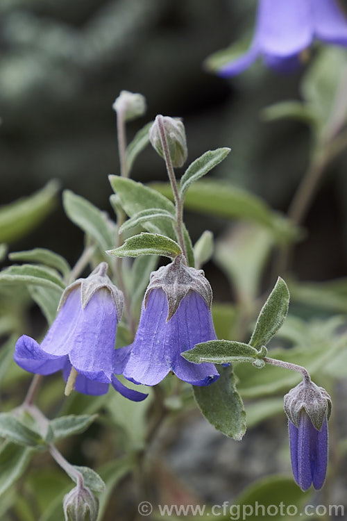 Kashmir Bellflower (<i>Campanula cashmeriana</i>), a small, shrubby bellflower found in the Himalayas from Afghanistan to western India at elevations from 2100-3600m. It is a very dainty little plant that flowers mainly in late summer and early autumn and is often best grown in alpine house conditions. Order: Asterales, Family: Campanulaceae