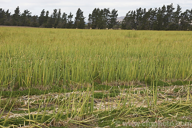 A field of onions that have been grown for seed production. Here the spent plants can be seen after the seed heads have been removed. allium-2045htm'>Allium.