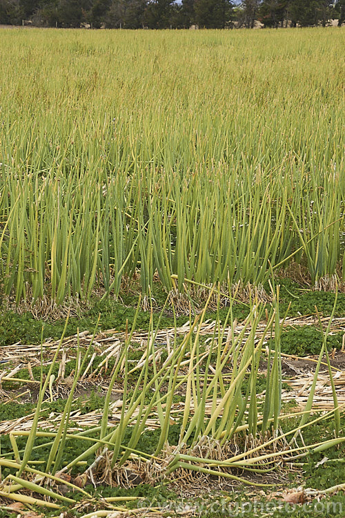 A field of onions that have been grown for seed production. Here the spent plants can be seen after the seed heads have been removed. allium-2045htm'>Allium.