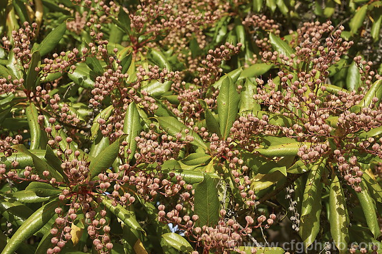 The seed capsules of the Lily-of-the-Valley. Tree (<i>Clethra arborea</i>), a summer-flowering evergreen shrub or small tree up to 8m tall It is native to Madeira clethra-2662htm'>Clethra. <a href='clethraceae-plant-family-photoshtml'>Clethraceae</a>.