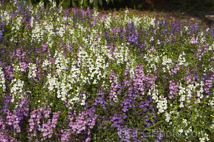 Angelonia angustifolia. Serenita. Mix, a dwarf mixed flower colour strain of a summer-flowering perennial native to Mexico and the West Indies. Sometimes known as Summer. Snapdragon, Angelonia is usually treated as a summer annual in temperate climate gardens. angelonia-3400htm'>Angelonia. <a href='plantaginaceae-plant-family-photoshtml'>Plantaginaceae</a>.