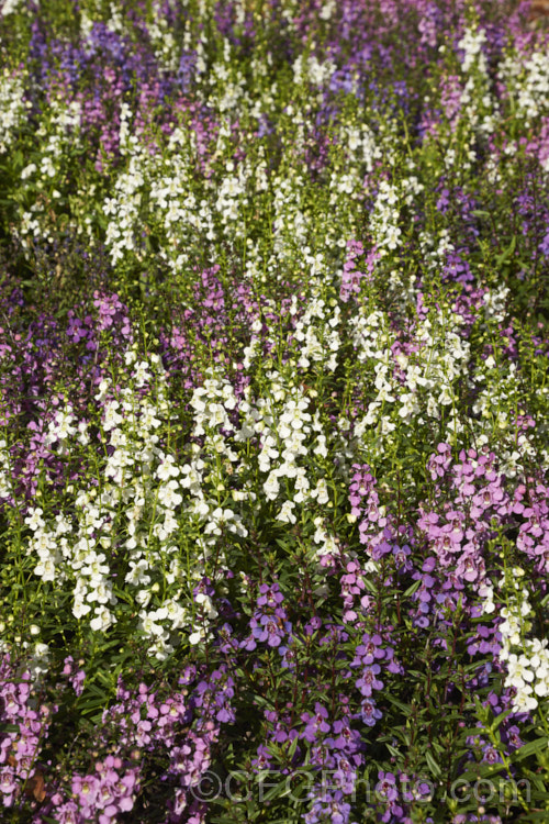 Angelonia angustifolia 'Serenita'. Mix, a dwarf mixed flower colour strain of a summer-flowering perennial native to Mexico and the West Indies. Sometimes known as Summer. Snapdragon, Angelonia is usually treated as a summer annual in temperate climate gardens