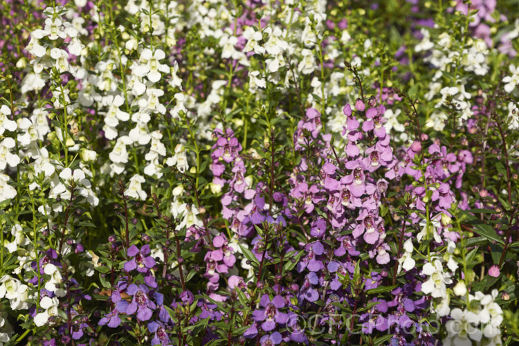 Angelonia angustifolia. Serenita. Mix, a dwarf mixed flower colour strain of a summer-flowering perennial native to Mexico and the West Indies. Sometimes known as Summer. Snapdragon, Angelonia is usually treated as a summer annual in temperate climate gardens. angelonia-3400htm'>Angelonia. <a href='plantaginaceae-plant-family-photoshtml'>Plantaginaceae</a>.