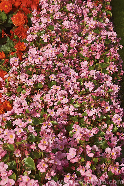 Begonia semperflorens-cultorum 'Monza' Pink, one of the many semperflorens hybrids. Derived from several fibrous-rooted species, these small-flowered hybrids occur in green- and red-leaved forms and in a range of flower colours. Although perennial, they are frost-tender and are usually treated as annuals. Order: Cucurbitales, Family: Begoniaceae