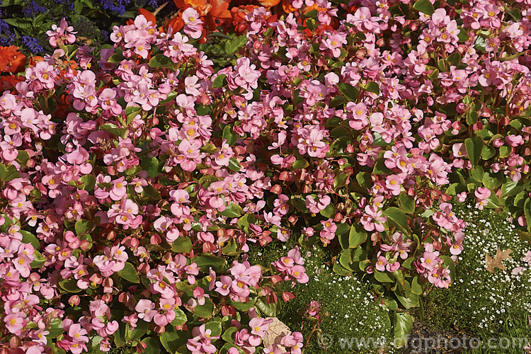 Begonia semperflorens-cultorum 'Monza' Pink, one of the many semperflorens hybrids. Derived from several fibrous-rooted species, these small-flowered hybrids occur in green- and red-leaved forms and in a range of flower colours. Although perennial, they are frost-tender and are usually treated as annuals. Order: Cucurbitales, Family: Begoniaceae