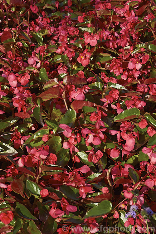 Begonia semperflorens-cultorum 'Dragon Wing' Red, one of the many semperflorens hybrids. Derived from several fibrous-rooted species, these small-flowered hybrids occur in green- and red-leaved forms and in a range of flower colours. Although perennial, they are frost-tender and are usually treated as annuals. Order: Cucurbitales, Family: Begoniaceae