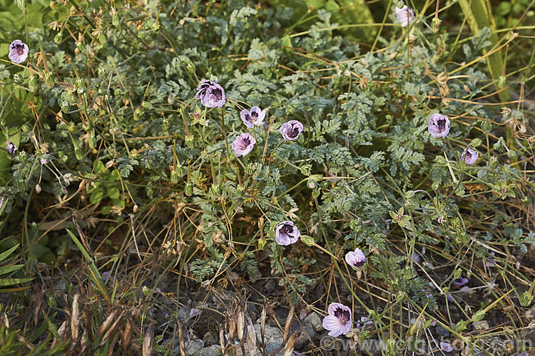 Erodium petraeum, a summer-flowering southern European alpine perennial. It has bluish silver-grey ferny foliage and the flowers often have a distinctive dark blotch. It forms a spreading clump around 15-20cm high in flower and up to 50cm across.