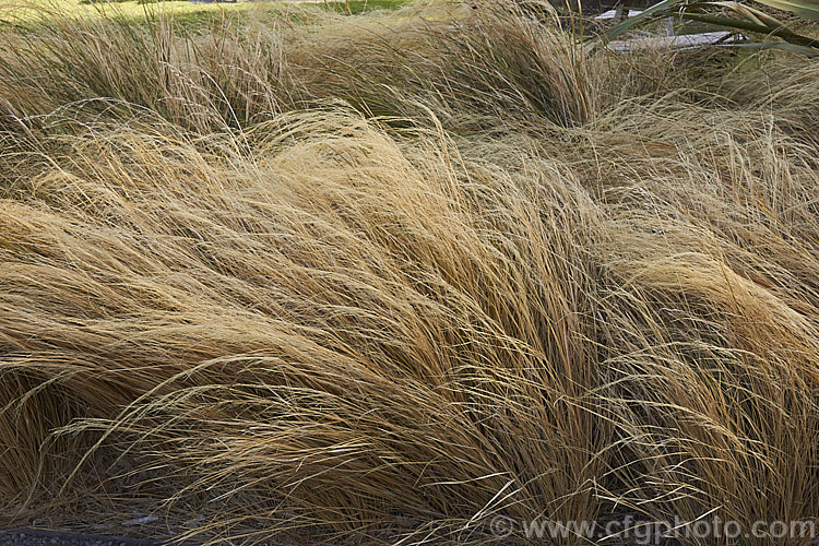 Pheasant's Tail Grass (<i>Anemanthele lessoniana [syns. Oryzopsis lessoniana, Stipa arundinacea]), a fine-leafed, clumping grass with airy, feathery flower and seed heads up to 1m tall It is native to New Zealand and in autumn and winter the foliage will often develop bright bronze to orange-brown tones. Order: Poales, Family: Poaceae