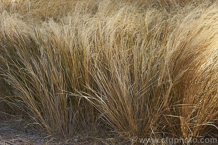 Pheasant's Tail Grass (<i>Anemanthele lessoniana [syns. Oryzopsis lessoniana, Stipa arundinacea]), a fine-leafed, clumping grass with airy, feathery flower and seed heads up to 1m tall It is native to New Zealand and in autumn and winter the foliage will often develop bright bronze to orange-brown tones. Order: Poales, Family: Poaceae