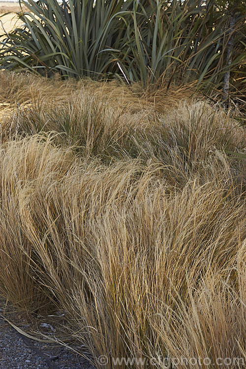 Pheasant's Tail Grass (<i>Anemanthele lessoniana [syns. Oryzopsis lessoniana, Stipa arundinacea]), a fine-leafed, clumping grass with airy, feathery flower and seed heads up to 1m tall It is native to New Zealand and in autumn and winter the foliage will often develop bright bronze to orange-brown tones. Order: Poales, Family: Poaceae