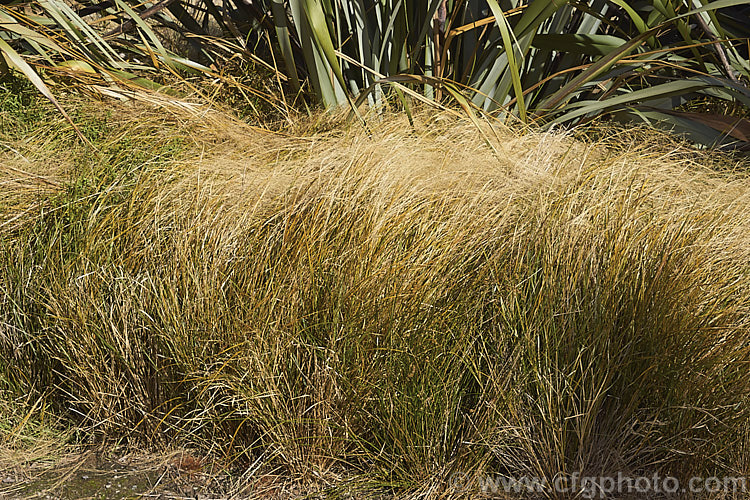 Pheasant's Tail Grass (<i>Anemanthele lessoniana [syns. Oryzopsis lessoniana, Stipa arundinacea]), a fine-leafed, clumping grass with airy, feathery flower and seed heads up to 1m tall It is native to New Zealand and in autumn and winter the foliage will often develop bright bronze to orange-brown tones. Order: Poales, Family: Poaceae