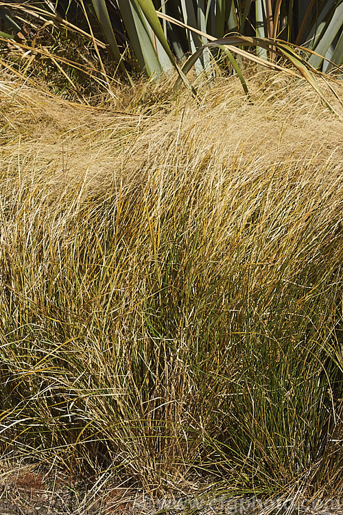 Pheasant's Tail Grass (<i>Anemanthele lessoniana [syns. Oryzopsis lessoniana, Stipa arundinacea]), a fine-leafed, clumping grass with airy, feathery flower and seed heads up to 1m tall It is native to New Zealand and in autumn and winter the foliage will often develop bright bronze to orange-brown tones. Order: Poales, Family: Poaceae