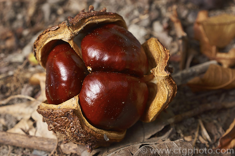 The fruit of the Horse Chestnut (<i>Aesculus hippocastanum</i>), a 15-25m tall tree from Greece, Albania and Bulgaria. The showy spring-borne flowers develop into these spiky fruiting bodies, each containing two or three hard nuts. Order Sapindales, Family: Sapindaceae