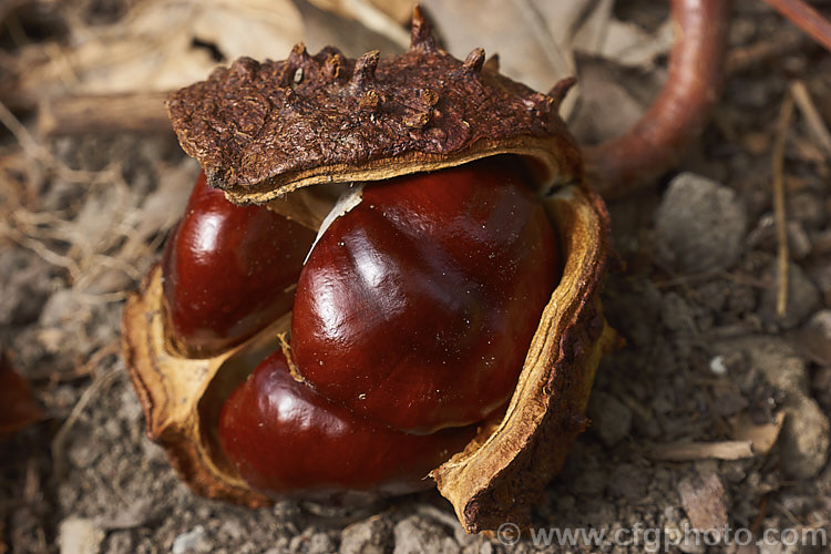 The fruit of the Horse Chestnut (<i>Aesculus hippocastanum</i>), a 15-25m tall tree from Greece, Albania and Bulgaria. The showy spring-borne flowers develop into these spiky fruiting bodies, each containing two or three hard nuts. Order Sapindales, Family: Sapindaceae