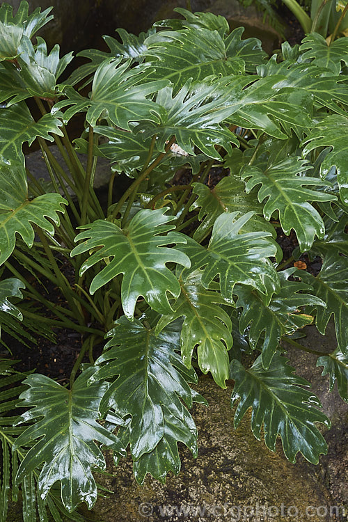 Philodendron bipinnatifidum 'Miniature Selloum', a dwarf, bushy cultivar of a semi-climbing shrub native to southeastern Brazil. One of the hardiest philodendrons, it will grows outdoors in mild frost-free climates. Order: Alismatales, Family: Araceae