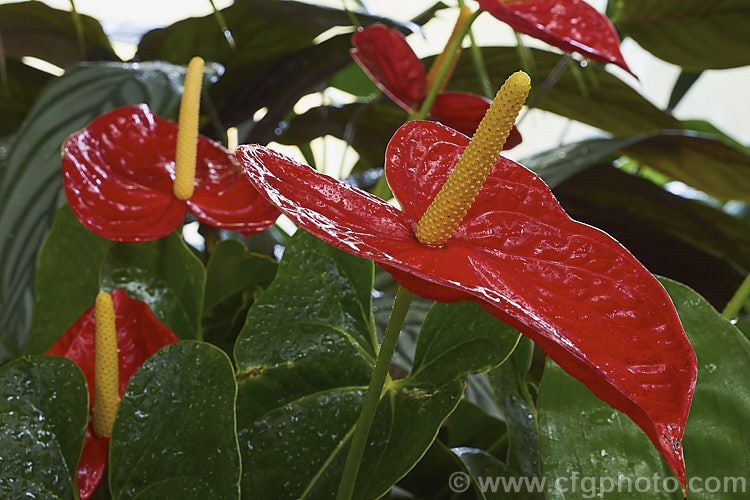 Anthurium andraeanum 'Dakota', one of the many cultivars of the Flamingo. Flower, an epiphytic perennial native to Colombia and Ecuador that is often grown as a house plant 'Dakota' has especially large spathes in a vivid red shade. anthurium-2027htm'>Anthurium.