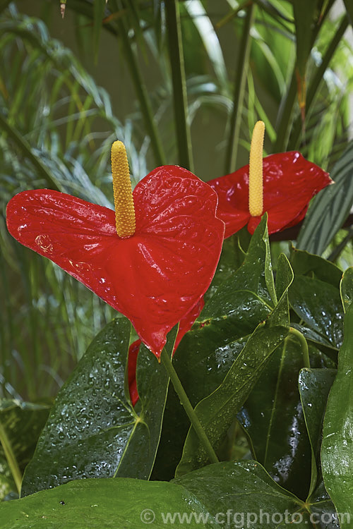 Anthurium andraeanum 'Dakota', one of the many cultivars of the Flamingo. Flower, an epiphytic perennial native to Colombia and Ecuador that is often grown as a house plant 'Dakota' has especially large spathes in a vivid red shade. anthurium-2027htm'>Anthurium.