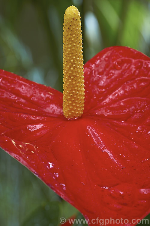 Anthurium andraeanum 'Dakota', one of the many cultivars of the Flamingo. Flower, an epiphytic perennial native to Colombia and Ecuador that is often grown as a house plant 'Dakota' has especially large spathes in a vivid red shade. anthurium-2027htm'>Anthurium.